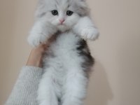 Top kafa safkan eğitimli scottish fold dişi erkek