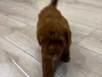 EVİNİZİN NEŞESİ POODLE BEBEKLER