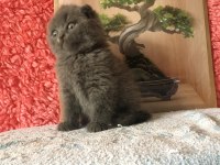 Scottish Fold Minnoşlarım