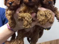 Kore kan toy poodle yavruları