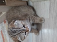 Sevimli scottish fold dostlarımız sahibini bekliyor