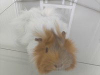 Ekim Doğumlu Dişi Ginepig