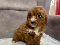 TEACUP MALTIPOO OĞLUMUZ