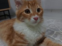 Kısırlaştırılmış erkek sarman kedimiz