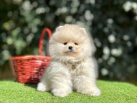 Safkan Pomeranian Boo Yavrularımız