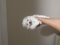 Sahiplendirme pomerian boo