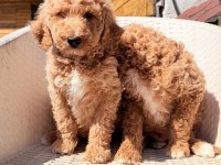 Dev gibi poodle yavrular