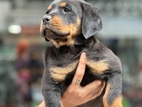 Irk garantili rottweiler yavrular