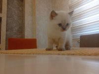 Beyaz British Shorthair Prens