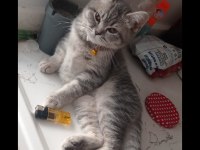 British kedim satılıktır aşıları tamdır 7 aylık