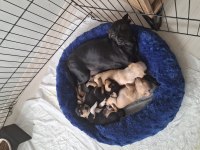 Pinscher yavru