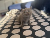 British Short Hair anne babası bize ait 1 aylık yavrular