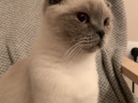 Kedilerimiz için anne ve kızımız için kalıcı yuva aranıyor