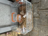 Dişi Erkek Hamster