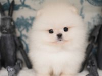 Pomeranian boo safkan