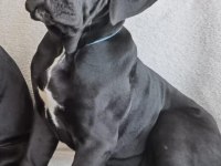 Gri ve Siyahın En güzel tonu Cane Corso Bebekler