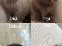 Scottish Fold Kardeşler