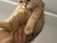 Scottish fold golden dişi