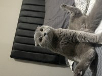 British Shorthair 5.5 yaşında