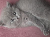 Safkan british longhair