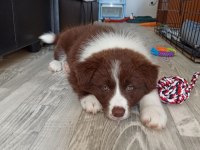 2 aylık safkan border collie yavrularım