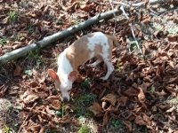 Anne Altından ve Ev ortamından Chihuahua