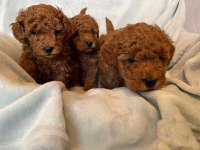Erkek Dişi Poodle Bebekler