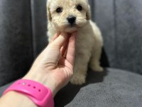 Her Renk Maltipoo Yavrumuzu Canlı Görebilirsiniz