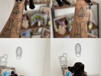 french bulldog yavru