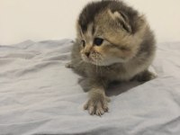 Yeni minik yavrularım british shorthair