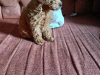 Teacup poodle