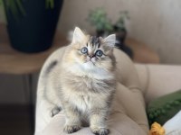 Mükkemmel Kalite British Longhair Golden Black Yavrum