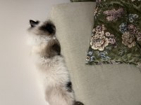 Kedimiz Toprak Ragdoll