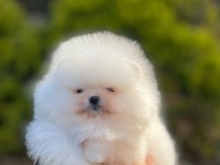 Pomeranian boo bebek yüz dişi yavrumuz
