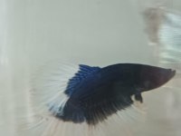 betta balıkları