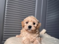 Bebek surat Maltipoo yavrularım