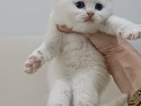 Trabzonda 50 günlük çok güzel british shorthair