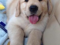 Türkiyenin en güvenilir çiftliğinden golden retriever