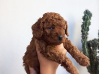 KORE KAN POODLE SAHİPLENDİRME