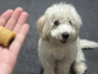 7 Aylık Maltese Terrier Erkek Eğitimli