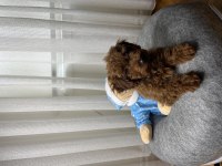 Toy poodle köpeğimiz