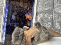 DÜNYALAR TATLISI MİNİK SCOTTİSH FOLD YAVRUMUZ