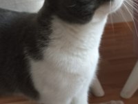 British Shorthair Kedimiz