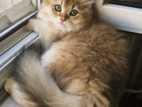Golden british longhair bebeğimiz