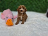 Aşılı Maltipoo Yavrularımız