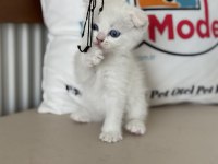 Ankarada ziyarete açık beyaz mavi gözlü scottish fold