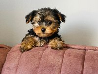 Emsalsiz yorkshire terrier bebek