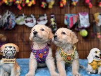 Burkem ailesi olarak ırk garantili golden retriever yavrular