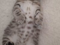 Scottish fold yeni yuvasını arıyor