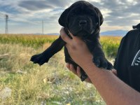 Tosun gibi yavru ve kaliteli köpeklerimiz için iletişime